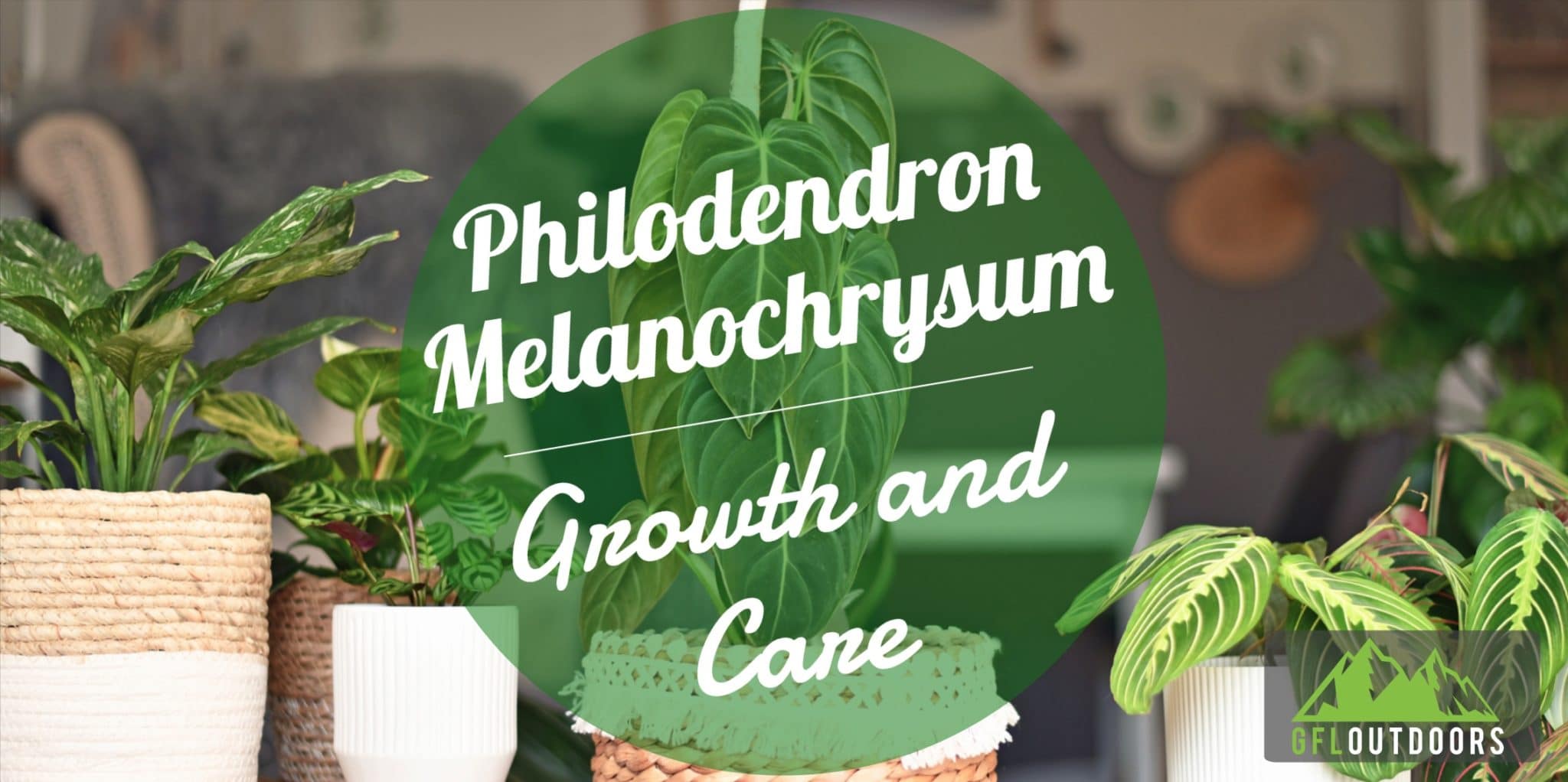 Philodendron Melanochrysum Growth And Care Gfl Outdoors