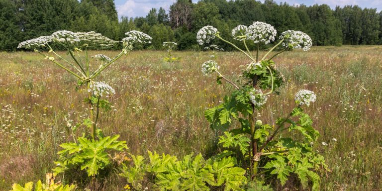 Queen Anne S Lace Look Alikes GFL Outdoors