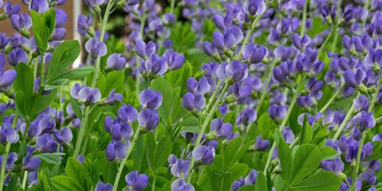 The Best Ground Covers For Clay Soil Gfl Outdoors