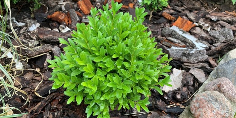 Evergreen Shrubs For Clay Soil With Poor Drainage Gfl Outdoors