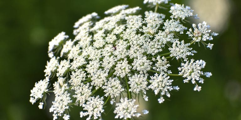 Queen Annes Lace Roots Archives GFL Outdoors