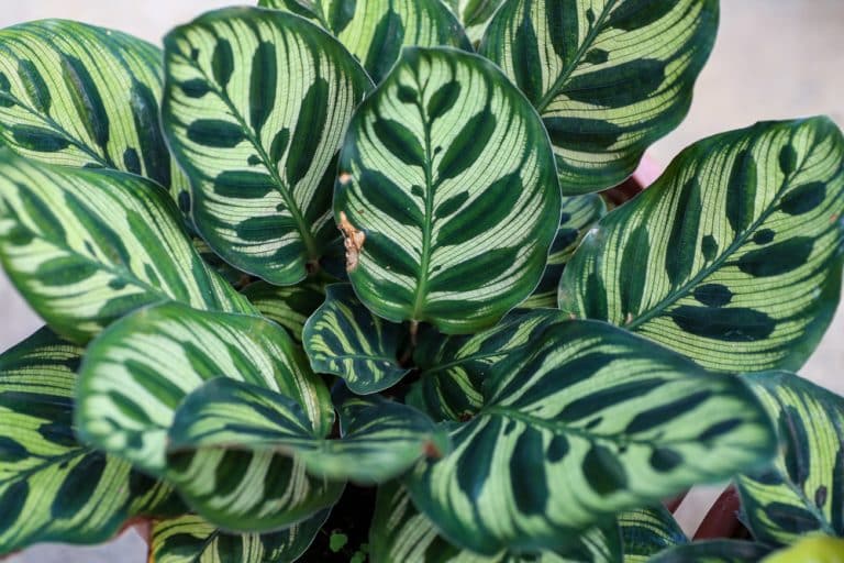 Calathea Peacock Plant Care Everything You Need To Know