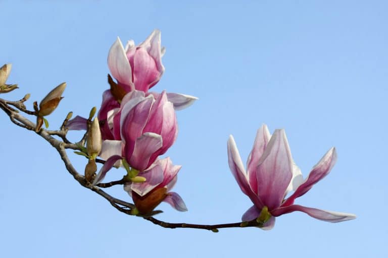 Japanese Tulip Tree Care Everything You Need To Know