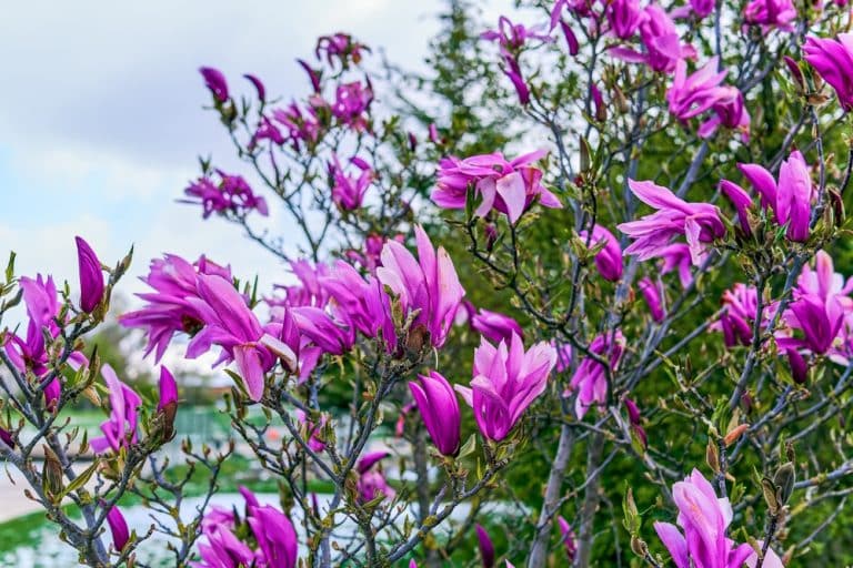 Japanese Tulip Tree Care Everything You Need To Know