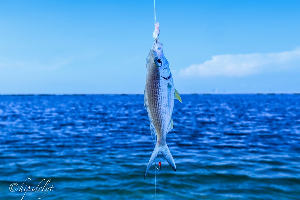 saltwater-spinning-reel-guide-best-picks-under-100-gfl-outdoors