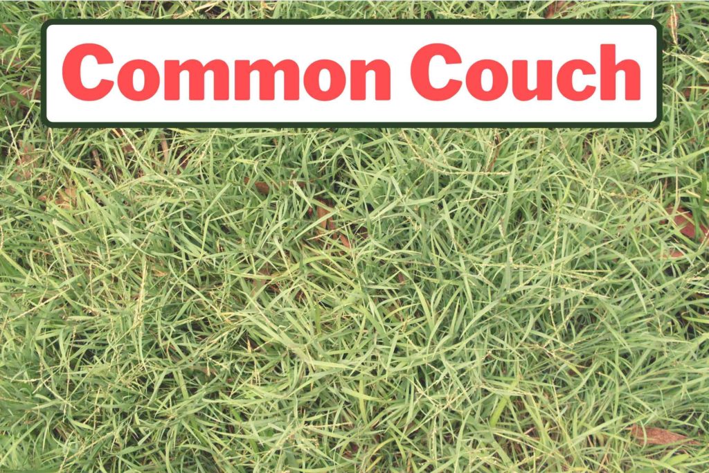 Weeds That Look Like Grass: Identification Guide - GFL Outdoors