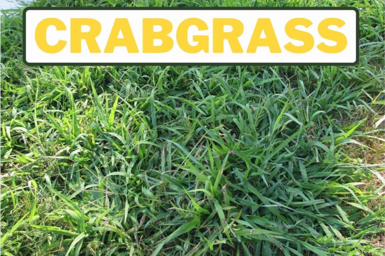 Weeds That Look Like Grass: Identification Guide - GFL Outdoors