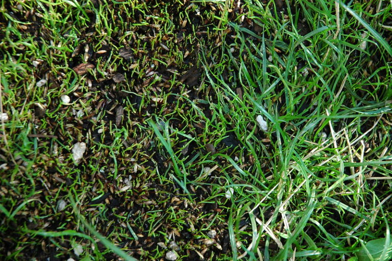 Small seedlings sprouting through grass