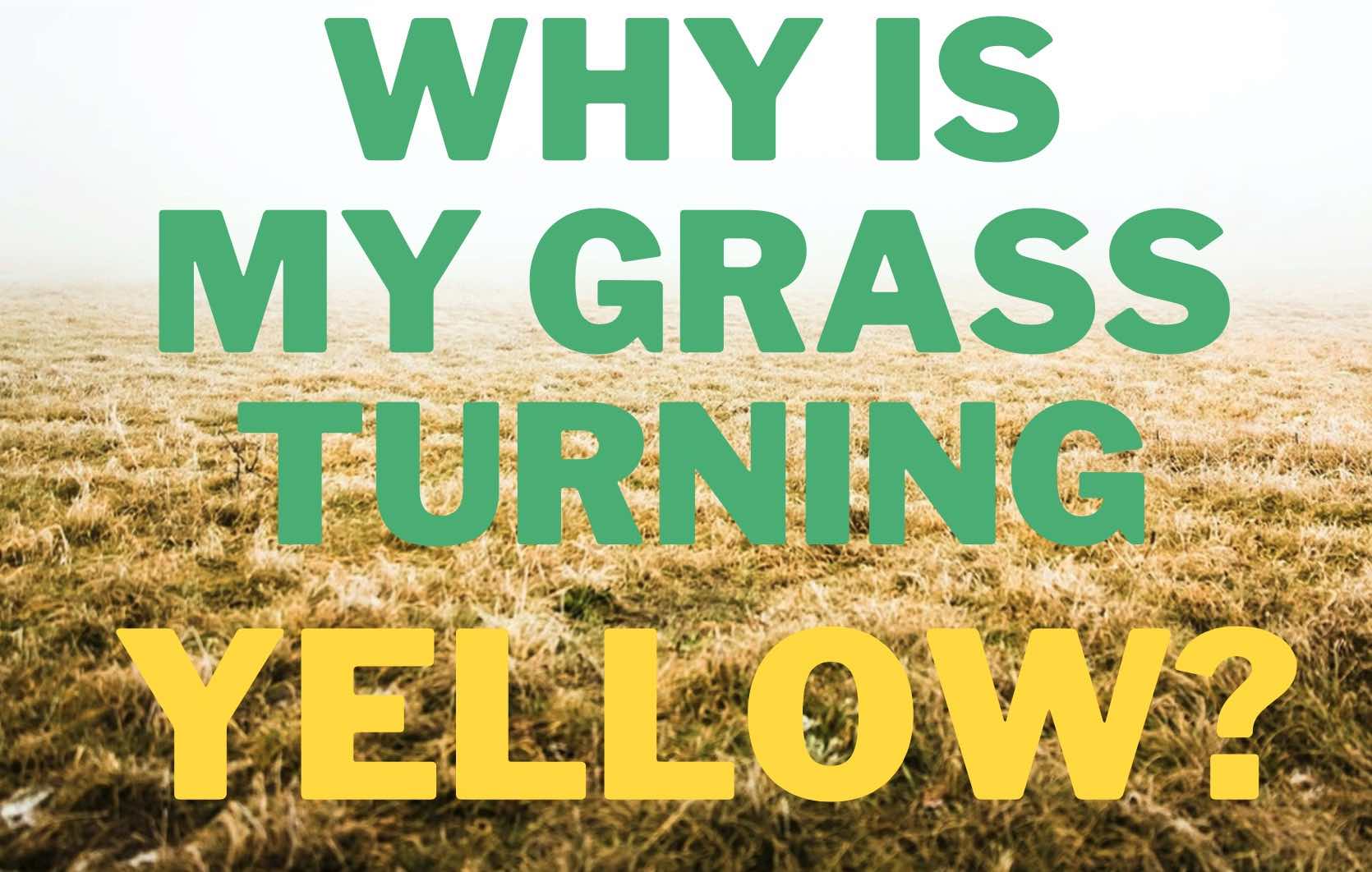 Why is my grass turning yellow? Causes + Fix GFL Outdoors