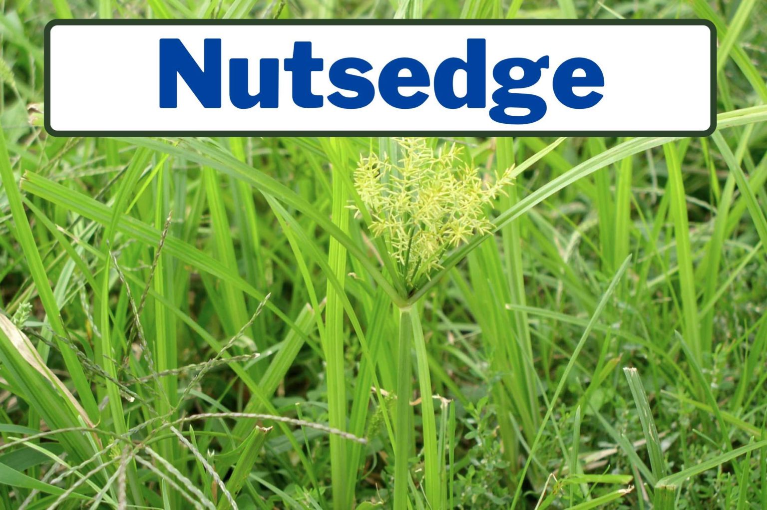 How To Kill Nutgrass Control And Kill Nutsedge Or Nutgrass