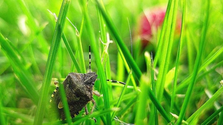 How to Get Rid of Stink Bugs: Proven Strategies for a Bug-Free Home ...