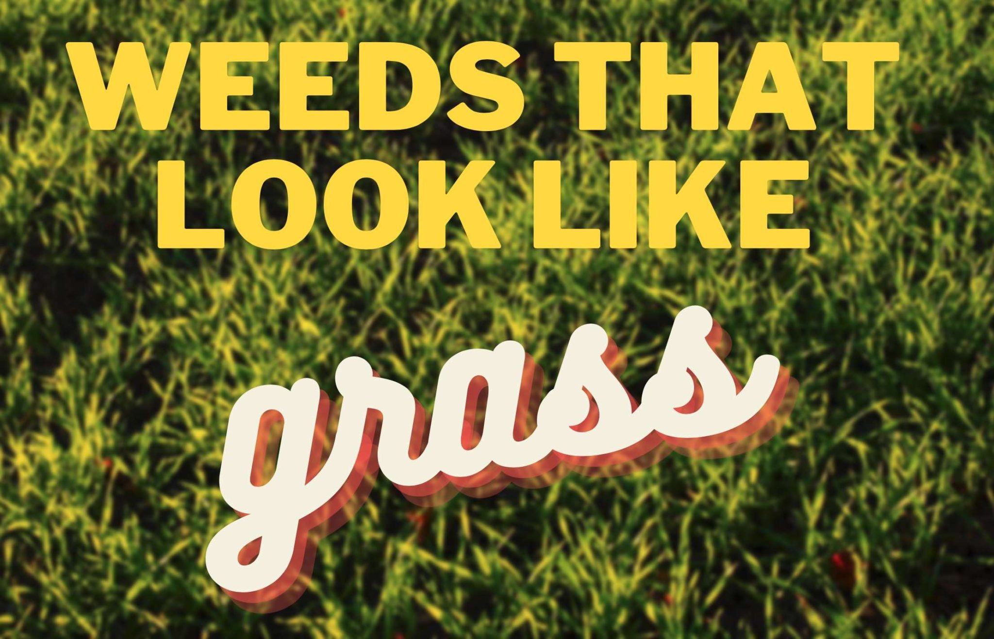 Weeds That Look Like Grass: Identification Guide - GFL Outdoors