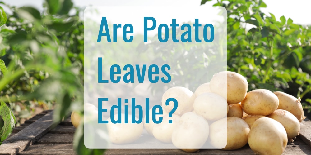 Can You Eat Potato Leaves Depends On The Potato In Question