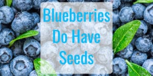 Do blueberries have seeds? [Yes, You Can Do A Lot With Them]
