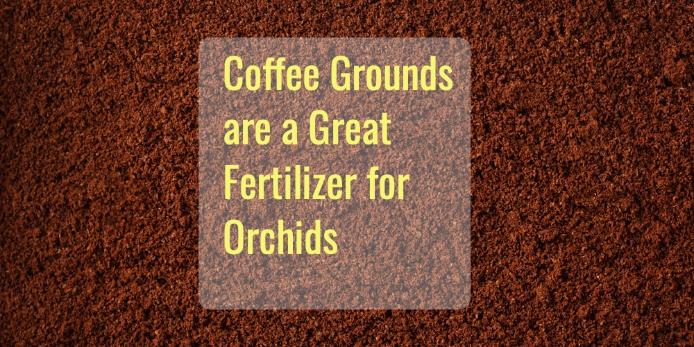 are-coffee-grounds-a-good-fertilizer-for-orchids-yes-how-to-do-it