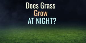 Does Grass Grow at Night