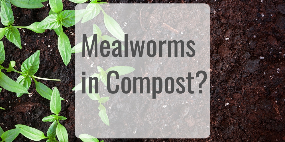 Mealworms in Compost [They're Not Usually Harmful] GFL Outdoors