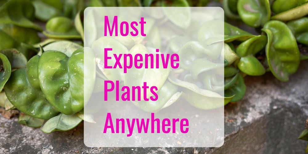 Eleven of the Most Expensive Plants in the World GFL Outdoors