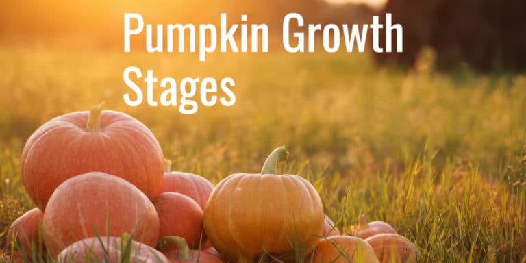 a-guide-to-pumpkin-growth-stages-gfl-outdoors