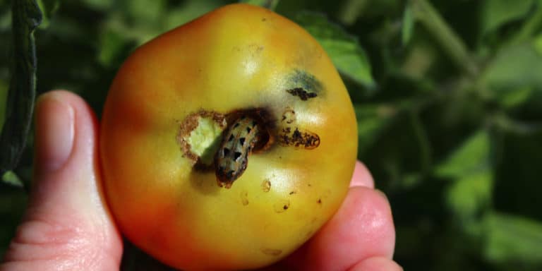 Black Worms On Tomato Plants Why Theyre There And What To Do 1994