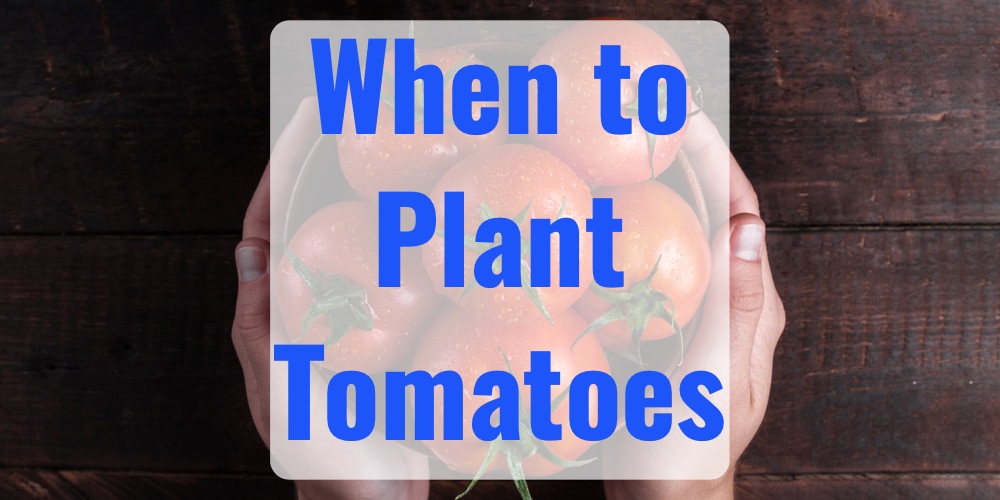 Best time to plant tomatoes in regional gardens for optimal growth