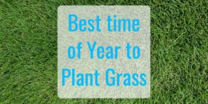 Best time of year to plant grass