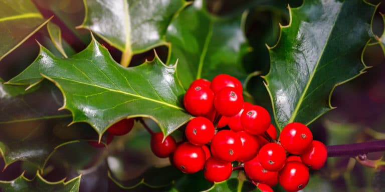 When to Cut Holly for Christmas? - GFL Outdoors