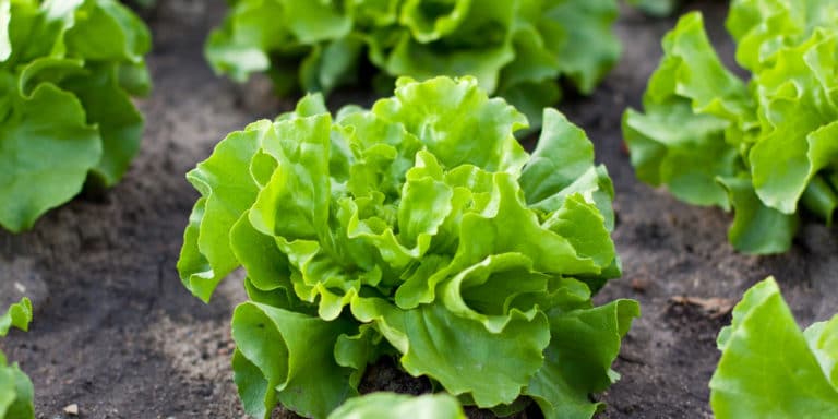 Does Lettuce Need Full Sun? A Guide to Growing Lettuce - GFL Outdoors