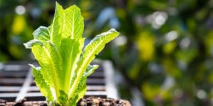 growing lettuce in summer