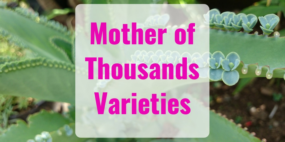 Mother Of Thousands Varieties A Guide To The Most Popular Varieties   Mother Of Thousands 