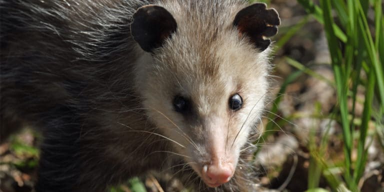 Do Opossums Hibernate? A Quick Look - GFL Outdoors