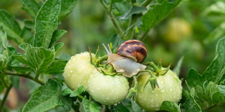 do-slugs-and-snails-eat-tomato-plants-yes-here-s-how-to-stop-them