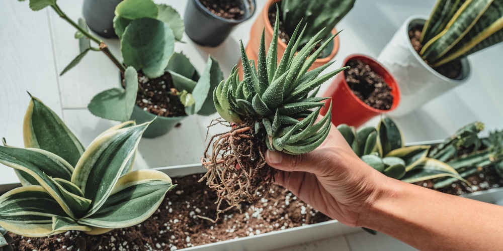 Do Succulents Need Soil