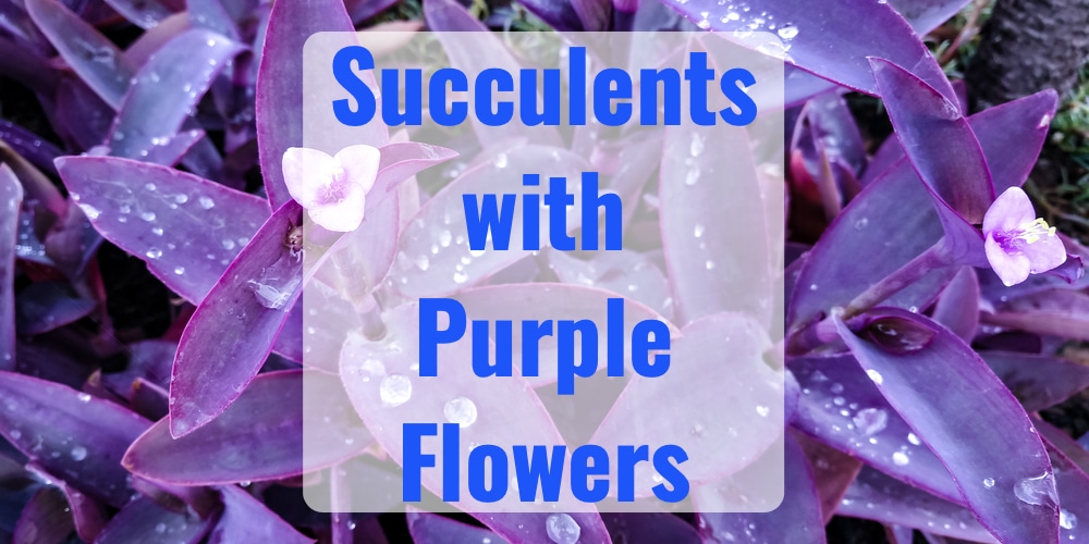 9 Succulents with Purple Flowers - GFL Outdoors