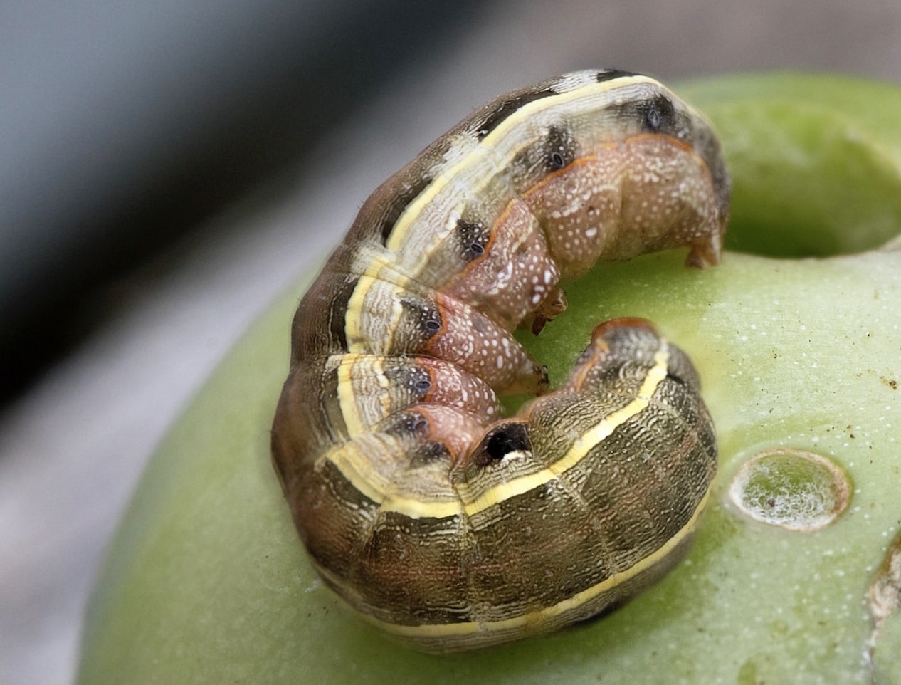 Black Worms On Tomato Plants Why They Re There And What To Do   Tomato Fruit Worms 