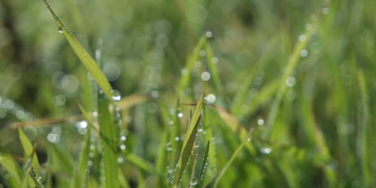 how-long-does-it-take-grass-to-dry-after-rain-gfl-outdoors