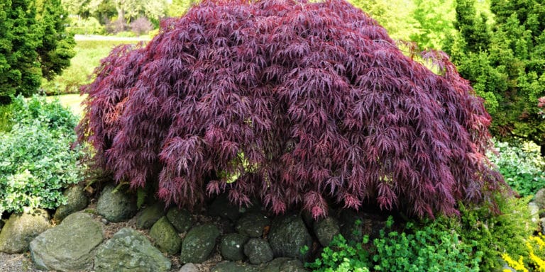 Trees with Red Leaves All Year Round: 7 Trees You Can Plant