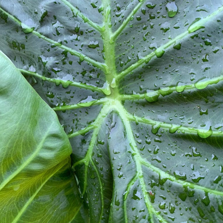 Can Elephant Ears Grow In Water? - GFL Outdoors