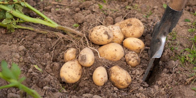 can-i-plant-potatoes-in-july-a-growers-guide-gfl-outdoors