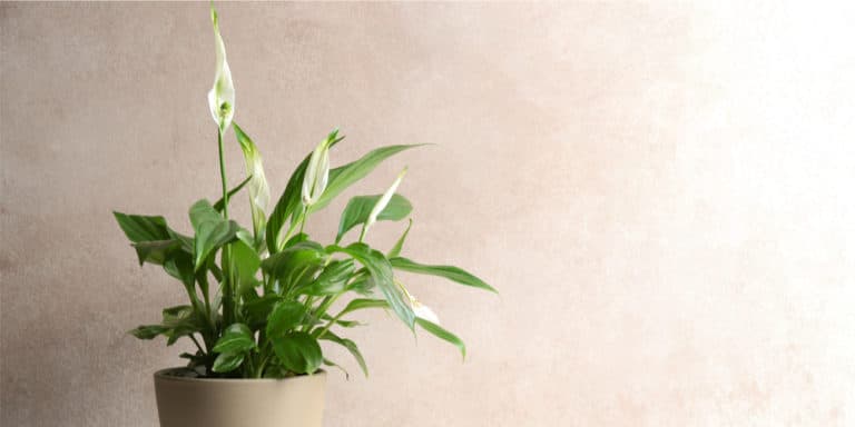 Overwatered Peace Lily: The Ultimate Guide To Save your Plant