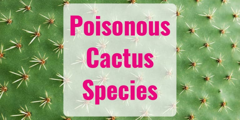 A Guide to Poisonous Cactus Species - GFL Outdoors