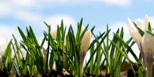 When To Plant Bulbs In Colorado