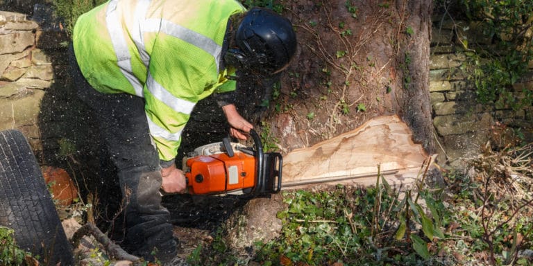 How To Cut Down A Leaning Tree Fell Against The Lean Gfl Outdoors