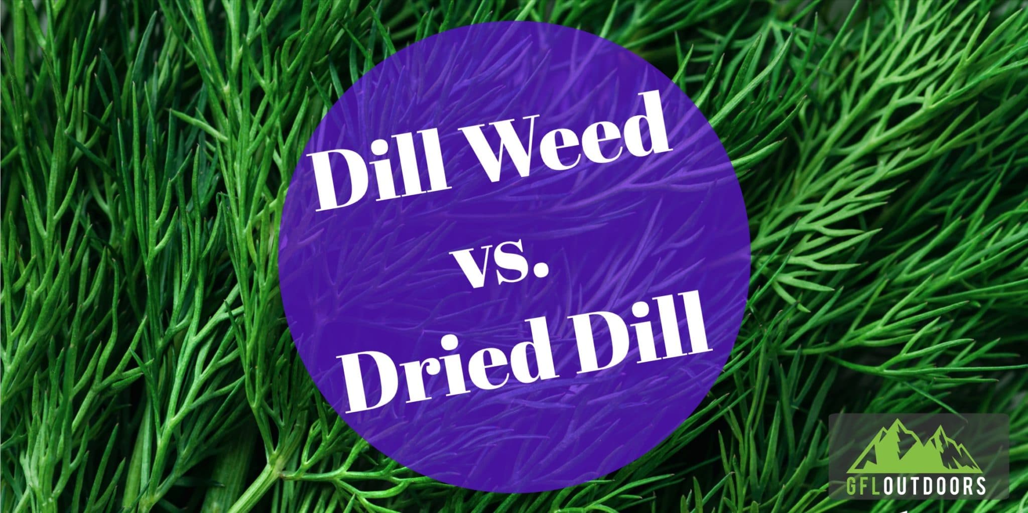 is-dill-weed-the-same-as-dried-dill-gfl-outdoors