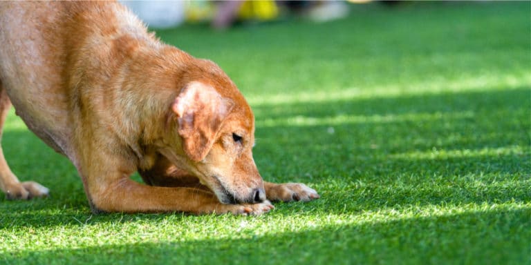 Can Dogs Dig up Artificial Grass? - GFL Outdoors