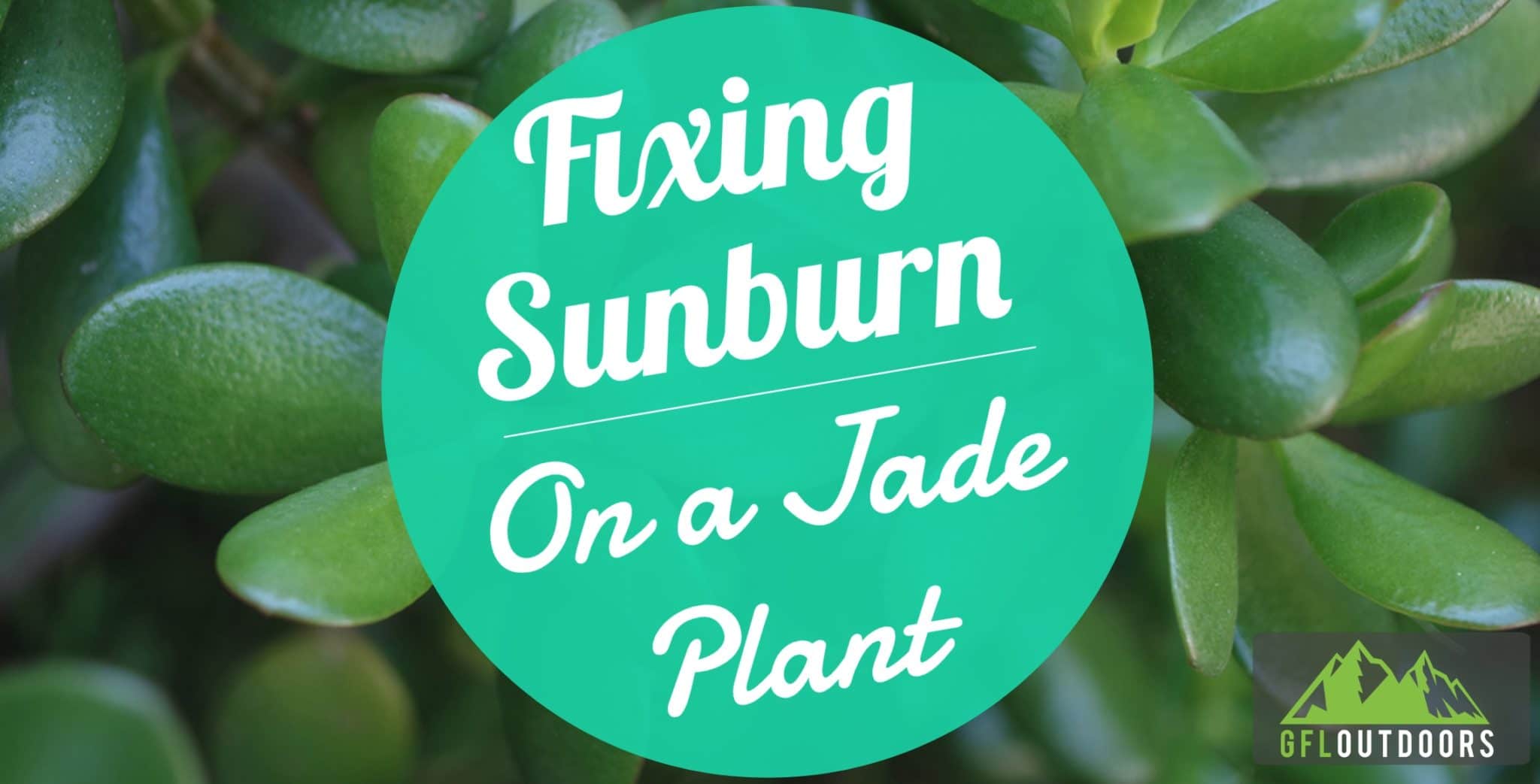 How much sun do jade plants need Idea