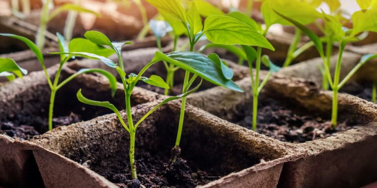 what-temperature-is-too-cold-for-pepper-plants-gfl-outdoors