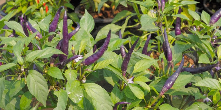 Purple Super Hot Pepper Types 10 Great Options For Your Garden