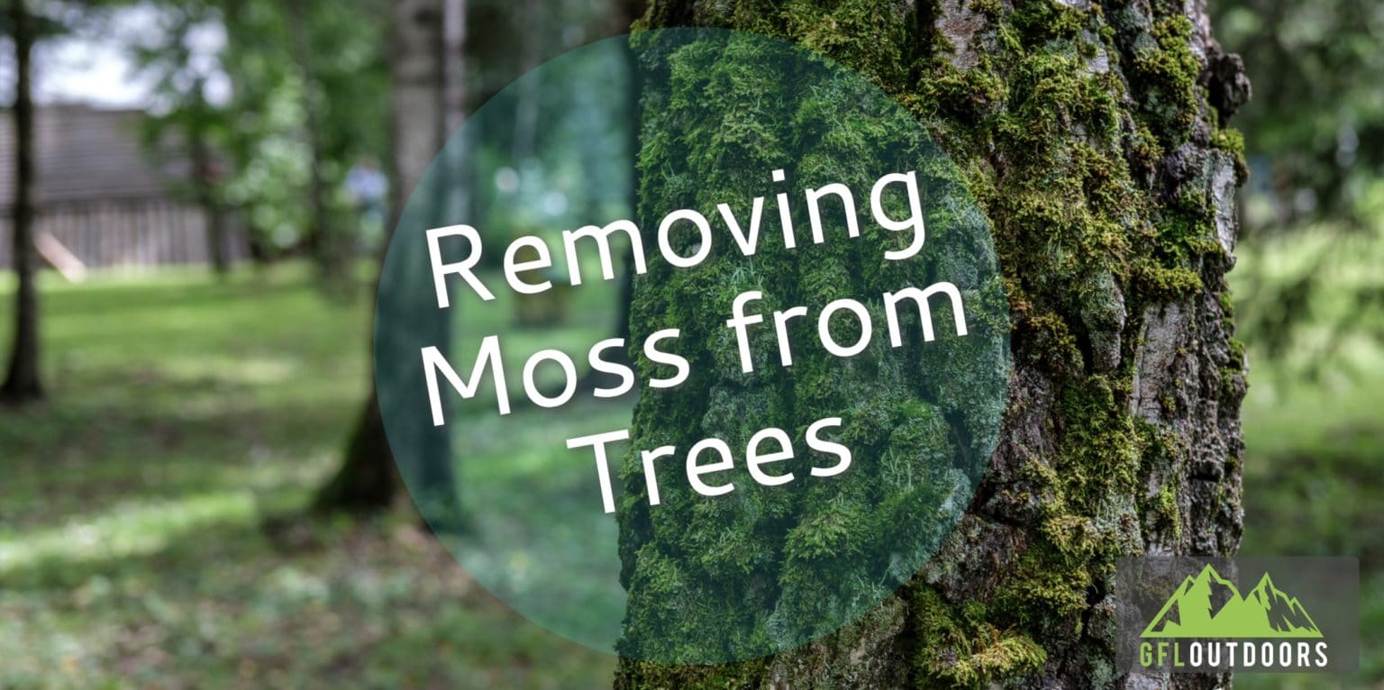 How Do You Remove Moss from Trees? GFL Outdoors