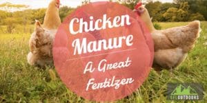 Chicken Manure is a Great Fertilizer